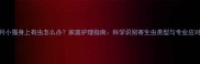 两个月小猫身上有虫怎么办家庭护理指南科学识别寄生虫类型与专业应对方法