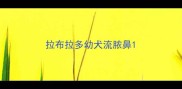 拉布拉多幼犬流脓鼻