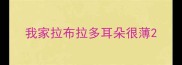 我家拉布拉多耳朵很薄