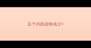 五个月的边牧毛少