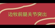 边牧前腿关节突出