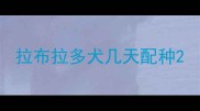 拉布拉多犬几天配种