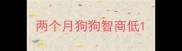 两个月狗狗智商低