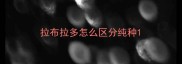 拉布拉多怎么区分纯种