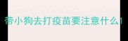 带小狗去打疫苗要注意什么