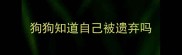 狗狗知道自己被遗弃吗