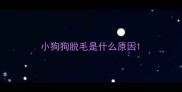 小狗狗脱毛是什么原因