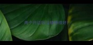 两个月边牧没精神很好