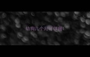 幼狗几个月可以遛