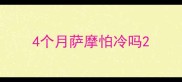 4个月萨摩怕冷吗