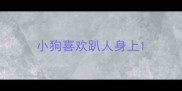 小狗喜欢趴人身上