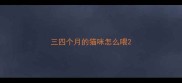 三四个月的猫咪怎么喂