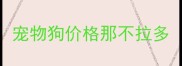 宠物狗价格那不拉多