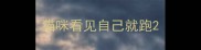 猫咪看见自己就跑