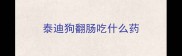 泰迪狗翻肠吃什么药