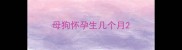 母狗怀孕生几个月
