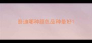 泰迪哪种颜色品种最好