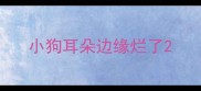 小狗耳朵边缘烂了