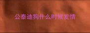 公泰迪狗什么时候发情
