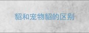 貂和宠物貂的区别