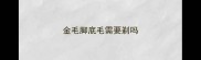 金毛脚底毛需要剃吗