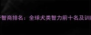 哈士奇智商排名全球犬类智力前十名及训练建议