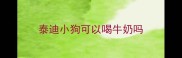 泰迪小狗可以喝牛奶吗