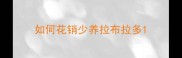 如何花销少养拉布拉多