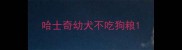 哈士奇幼犬不吃狗粮