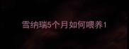 雪纳瑞5个月如何喂养