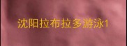 沈阳拉布拉多游泳