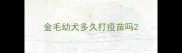 金毛幼犬多久打疫苗吗