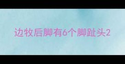 边牧后脚有6个脚趾头