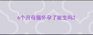 6个月母猫怀孕了能生吗
