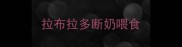 拉布拉多断奶喂食