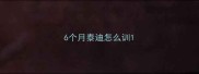 6个月泰迪怎么训