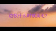 边牧什么时候美毛
