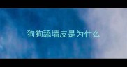 狗狗舔墙皮是为什么