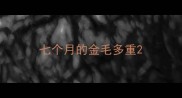 七个月的金毛多重