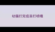 幼猫打完疫苗打喷嚏