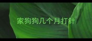 家狗狗几个月打针