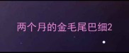 两个月的金毛尾巴细