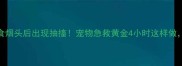 3个月大狗狗误食烟头后出现抽搐宠物急救黄金4小时这样做保住幼犬生命
