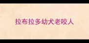拉布拉多幼犬老咬人