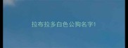 拉布拉多白色公狗名字