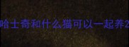 哈士奇和什么猫可以一起养