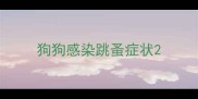 狗狗感染跳蚤症状