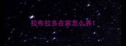 拉布拉多在家怎么养
