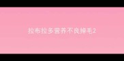 拉布拉多营养不良掉毛