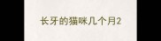 长牙的猫咪几个月